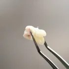 親知らず